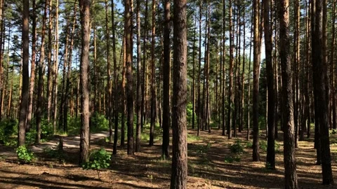 Dirt road in a forest. Stock Footage 134525272