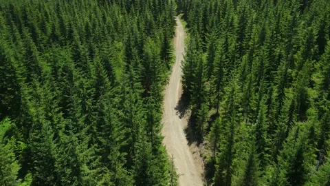 Dirt road in the forest Stock Footage 157411422