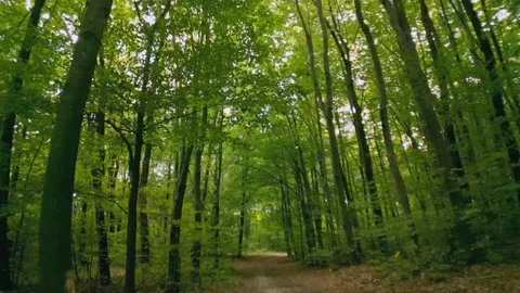 Dirt road in the forest Stock Footage 208929823