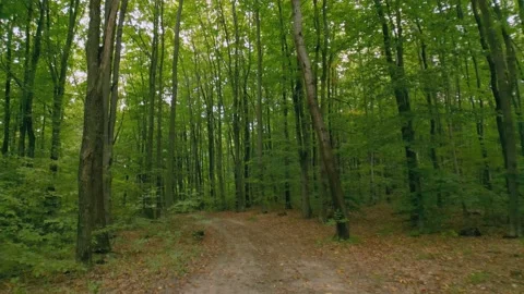 Dirt road in the forest Video stock 210784832