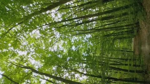 Dirt road in the forest Stock Footage 220424292