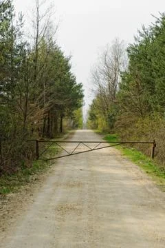 Dirt road of the forest Stock Photos