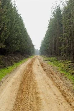 Dirt road in the forest Stock Photos