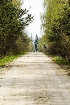 Dirt road in the forest Stock Photos