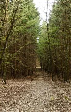 Dirt road in the forest Stock Photos