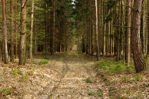 Dirt road in the forest Stock Photos