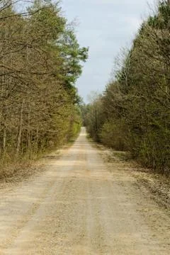 Dirt road in the forest Stock Photos