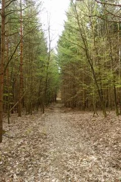 Dirt road in the forest Stock Photos