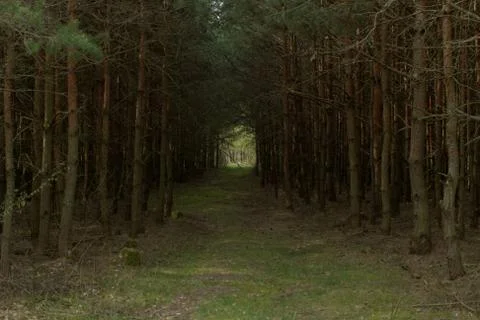Dirt road in the forest Stock Photos