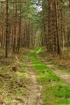 Dirt road in the forest Stock Photos