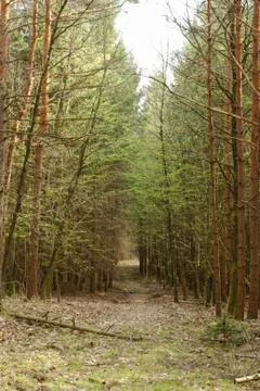 Dirt road in the forest Stock Photos