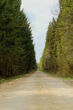 Dirt road in the forest Stock Photos