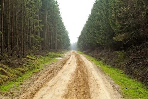 Dirt road in the forest Stock Photos