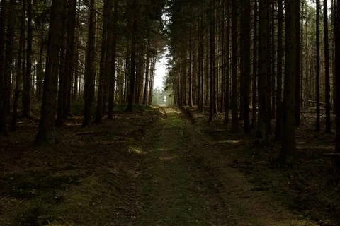 Dirt road in the forest Stock Photos