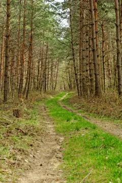 Dirt road in the forest Stock Photos
