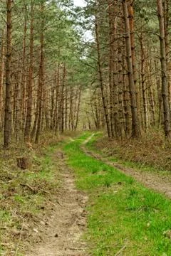 Dirt road in the forest Stock Photos