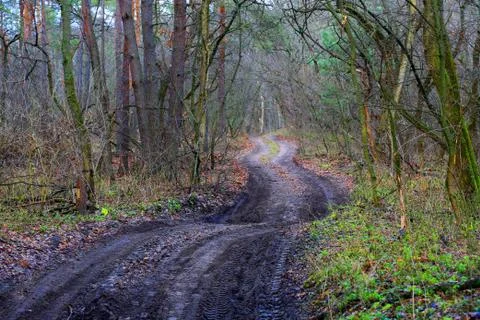 Dirt road in forest Stock Photos