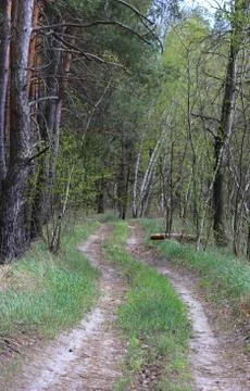 Dirt road in forest Stock Photos