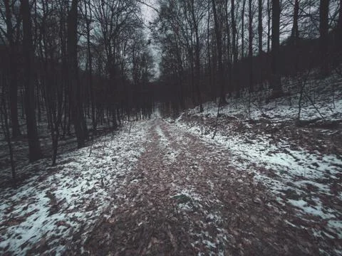 Dirt road into the forest Stock Photos