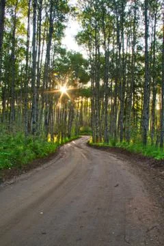 Dirt Road in a Forest Stock Photos
