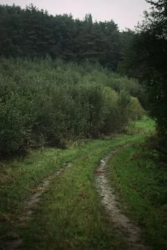 Dirt road in the forest Stock Photos