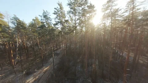 Dirt road in the forest. Winter coniferous forest on a sunny day. Aerial view Stock Footage 166364074