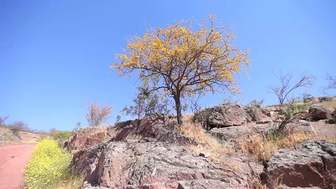 Dirt road fruit tree Stock Footage 77052228
