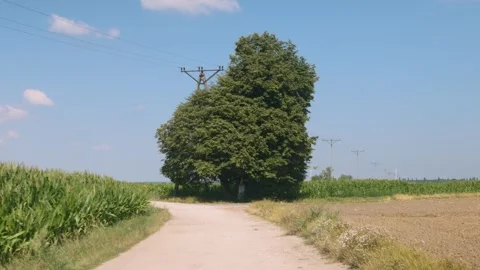 Dirt road leading to an old spreading tree near a power line Stock Footage 343544208