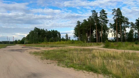 Dirt road leading to a pine forest with overgrown grass  Stockbeeldmateriaal 340514949