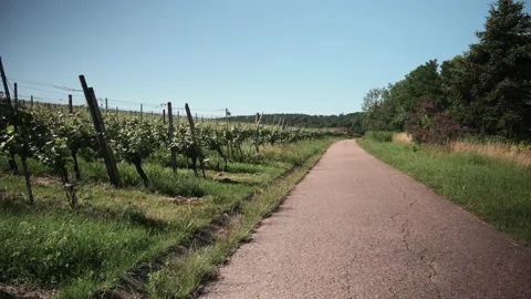 Dirt road that leads through a forest, meadows and vineyards Stock Footage 141879578