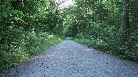 Dirt road that leads through a forest, meadows and vineyards Stock Footage 141882905