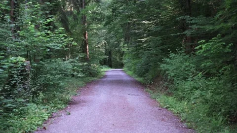 Dirt road that leads through a forest, meadows and vineyards Stock Footage 141883203