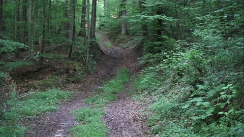 Dirt road that leads through a forest, meadows and vineyards Stock Footage 141883274