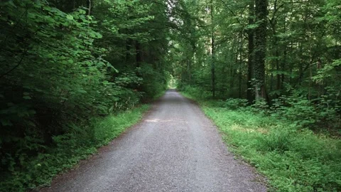 Dirt road that leads through a forest, meadows and vineyards Stock Footage 141885229