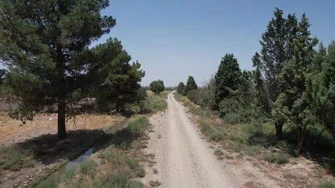 Dirt road lined with pine trees leads through open terrain under clear sky Stock Footage 342714063
