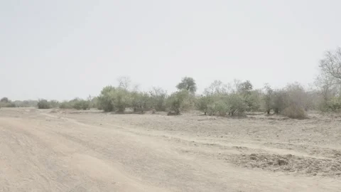 Dirt road lined with trees Stock Footage 341342621