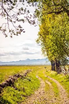 A dirt road lined with trees ,a stone fence leads into the countryside horizo Stock Photos
