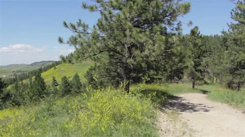 Dirt Road in Lush Pine Forest Stock Footage 47745275