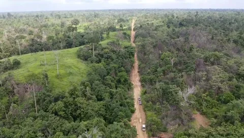 Dirt road in the middle of the forest Stock Footage 219245973