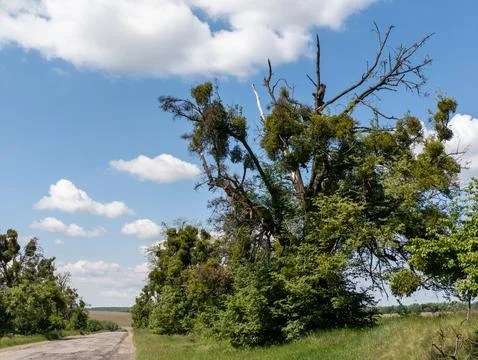 A dirt road in the middle of a grassy field next to a tree Stock Photos
