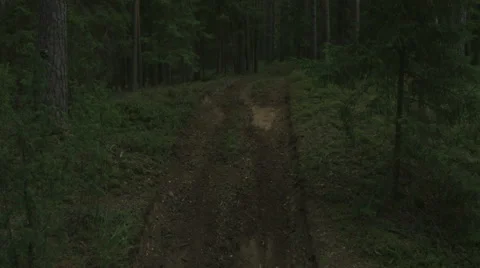 Dirt road in the middle of an pine forest 스톡 동영상 63906703