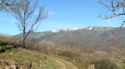 Dirt road in the mountains by cherry trees, with snow capped peaks Stock Footage 49653471