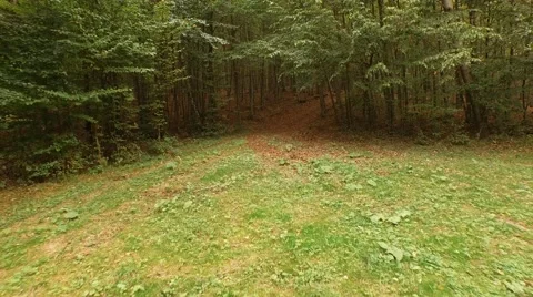 Dirt road over forest Stock Footage 55305296