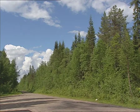 Dirt road + pan pine forest in Muddus national park Sweden Stock Footage 55045998
