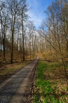 Dirt road passing through a deciduous forest with leafy trees Stock Photos