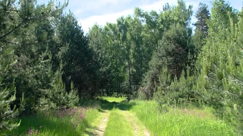 A dirt road passing through the forest 스톡 동영상 342595265