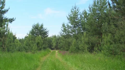 A dirt road passing through the forest 스톡 동영상 342595272