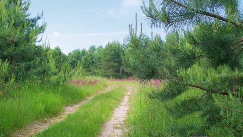 A dirt road passing through the forest Stock Footage 346034735