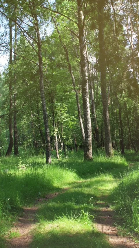 A dirt road passing through the forest Stock Footage 346034740