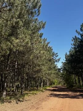 Dirt Road Passing Through Pine Woods Foto stock